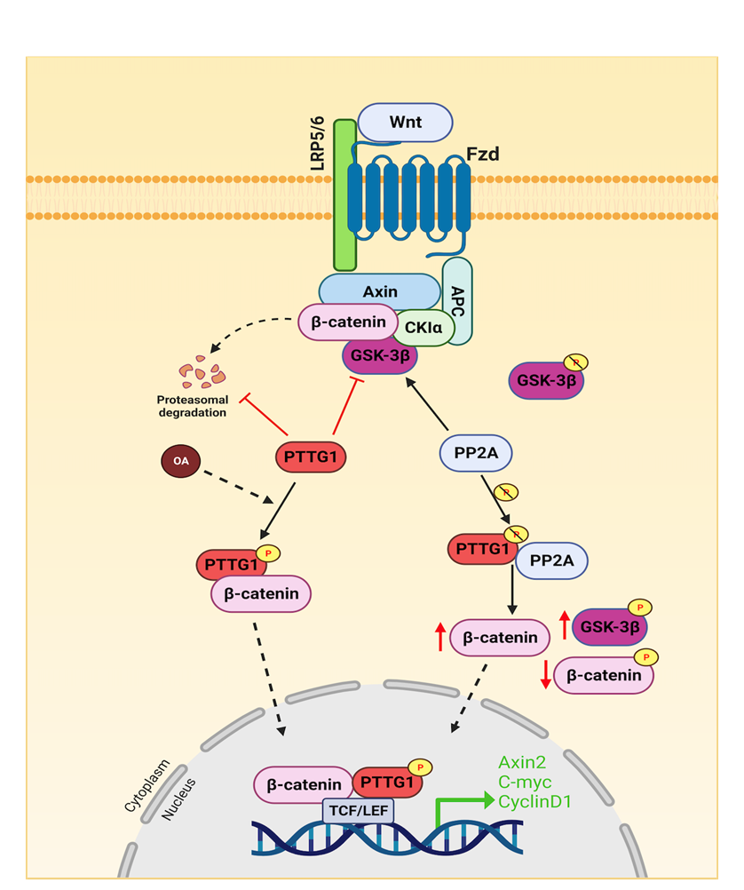 Oncogene |湖北工业大学唐景峰/周策凡课题组阐明PTTG1调控Wnt信号通路的新机制-生命科学与健康工程学院